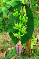 605 Im Chitwan Nationalpark