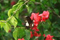 610 Rückfahrt nach Kathmandu