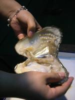 366_Süßwasserperlenmanufaktur