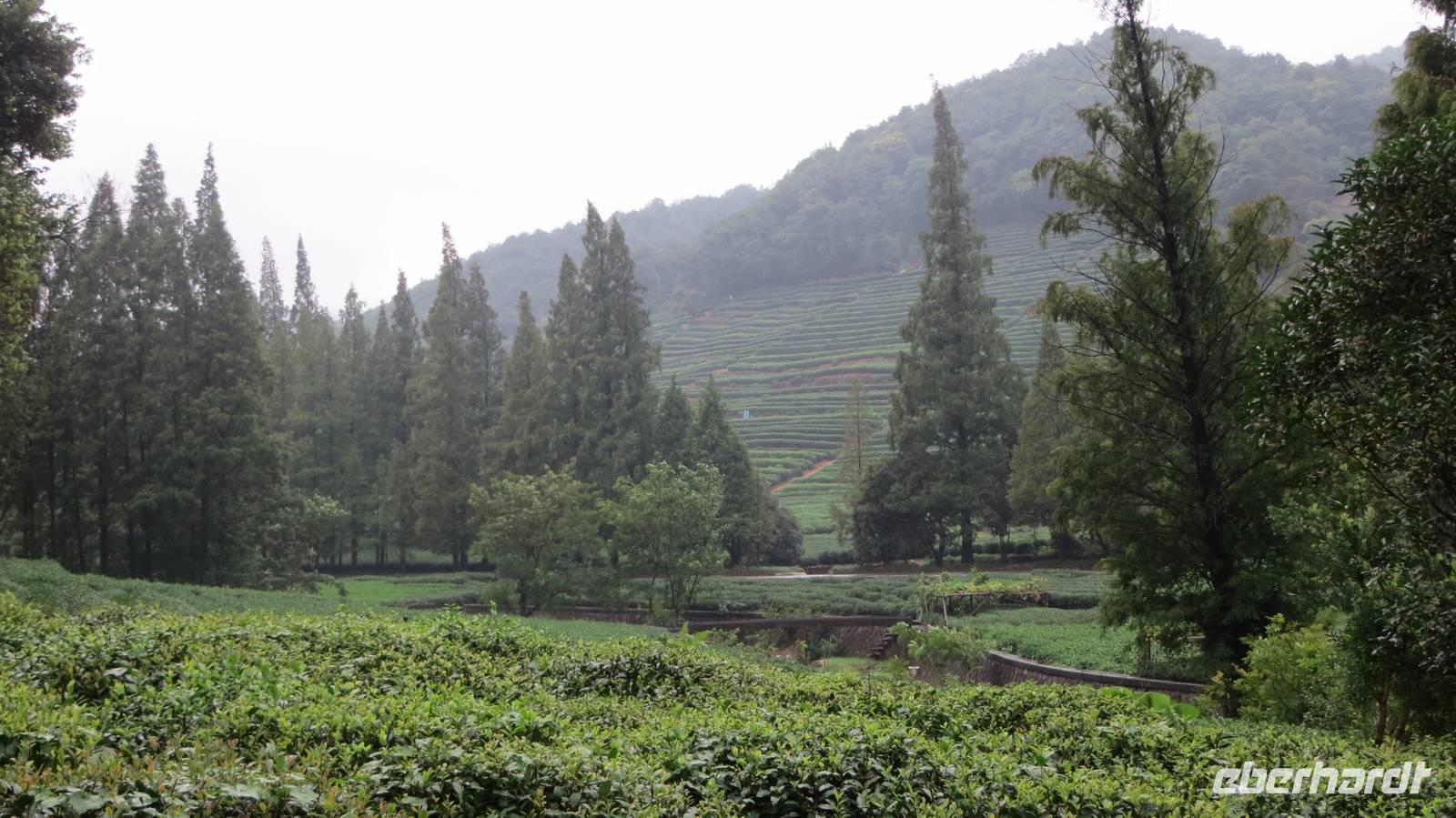 1823_Drachenbrunnen-Teeplantage