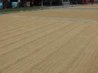 1844_Reis wird getrocknet