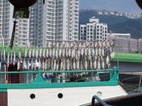1991_Sampan-Rundfahrt im Aberdeen Hafen in Hongkong - Fische werden getrocknet