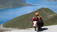 0782 Fahrt nach Gyantse - Khampa Pass – mit Blick auf den Türkissee - Yak