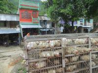 1450 Fahrt in den Chitwan-Nationalpark - Hühnertransport