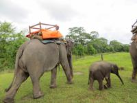1487  Chitwan-Nationalpark - Elefanten-Safari
