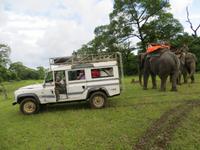 1488  Chitwan-Nationalpark - Elefanten-Safari