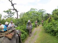 1504  Chitwan-Nationalpark - Elefanten-Safari