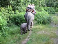 1506  Chitwan-Nationalpark - Elefanten-Safari