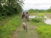 1514  Chitwan-Nationalpark - Elefanten-Safari