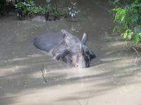 1530  Chitwan-Nationalpark - Elefanten-Safari - Panzernashorn
