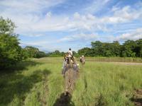 1546  Chitwan-Nationalpark - Elefanten-Safari