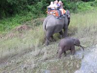 1559  Chitwan-Nationalpark - Elefanten-Safari