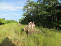 1561  Chitwan-Nationalpark - Elefanten-Safari