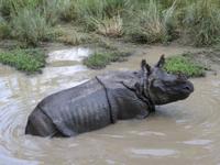 1575  Chitwan-Nationalpark - Elefanten-Safari - Panzernashorn