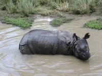 1576  Chitwan-Nationalpark - Elefanten-Safari - Panzernashorn