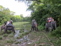 1579  Chitwan-Nationalpark - Elefanten-Safari - Panzernashorn