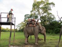 1598  Chitwan-Nationalpark - Elefanten-Safari