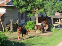1610 Chitwan-Nationalpark - Rundfahrt mit Ochsenkarren
