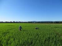 1621 Chitwan-Nationalpark - Rundfahrt mit Ochsenkarren - Reisfelder