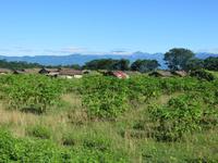 1652 Chitwan-Nationalpark - Rundfahrt mit Ochsenkarren - Tharu-Dorf