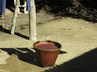 1670 Chitwan-Nationalpark - Rundfahrt mit Ochsenkarren - Besuch in einem Dorf - gewaschene Senfkörner