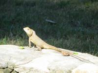 1680 Chitwan-Nationalpark - Manchan-Lodge