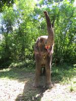 1684 Chitwan-Nationalpark - Manchan-Lodge - Elefantenvorführung