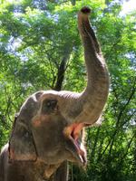 1686 Chitwan-Nationalpark - Manchan-Lodge - Elefantenvorführung