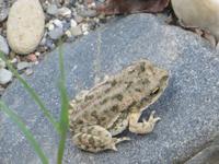 1707 Chitwan-Nationalpark - Machan-Lodge - Frosch