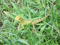 1709 Chitwan-Nationalpark - Machan-Lodge - kleine Echse