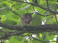 1713 Chitwan-Nationalpark - Spaziergang im Nationalpark - Eule