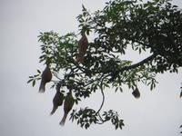 1715 Chitwan-Nationalpark - Spaziergang im Nationalpark - Nester von Webervögeln