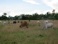 1716 Chitwan-Nationalpark - Spaziergang im Nationalpark -