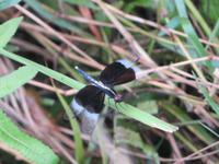 1719 Chitwan-Nationalpark - Spaziergang im Nationalpark - Libelle