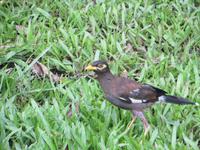 1726 Chitwan-Nationalpark - Spaziergang im Nationalpark - Myna