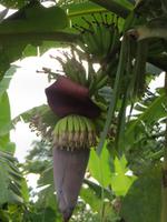 1735 Chitwan-Nationalpark - Spaziergang im Nationalpark - Bananenstaude