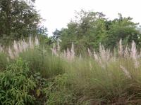 1736 Chitwan-Nationalpark - Spaziergang im Nationalpark -