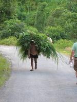 1791 Begnas-Lake - Wanderung in der Umgebung