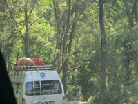 1920 Fahrt nach Kathmandu - ein Schaf reist auf dem Dach