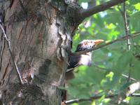 1944 Fahrt nach Kathmandu - lustiger Hans