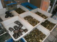 Schildkröten in allen GröÁen