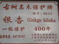 400 Jahre alte BÃ€ume