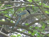 131. Peking, Lamatempel