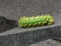 270.Hangzhou, Lingyin Tempel