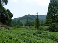 273. Hangzhou, Drachenbrunnentee