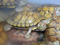 334. Suzhou, Kaiserkanal, Marktbesuch