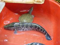 393. Suzhou, Rikschafahrt