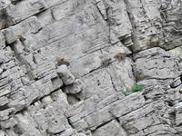 Affen in der Wand