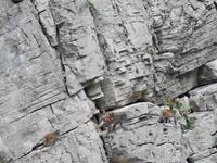 Affen in der Wand