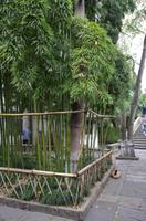 Bambus in Wuzhen